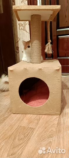 Котик бесплатно