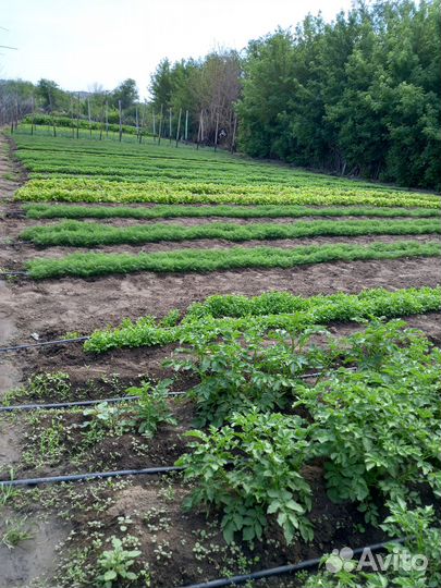 Свежая зелень