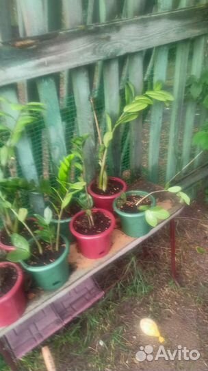 Продам замиокулькас - долларовое дерево