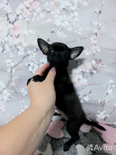 Мальчик и девочка чихуахуа