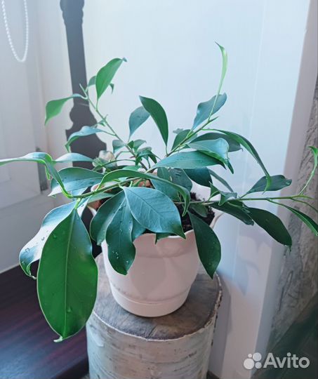 Фикус микрокарпа