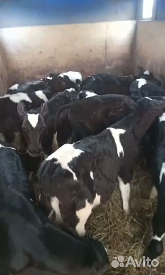 Телята бычки