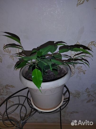 Фикус бенджамина