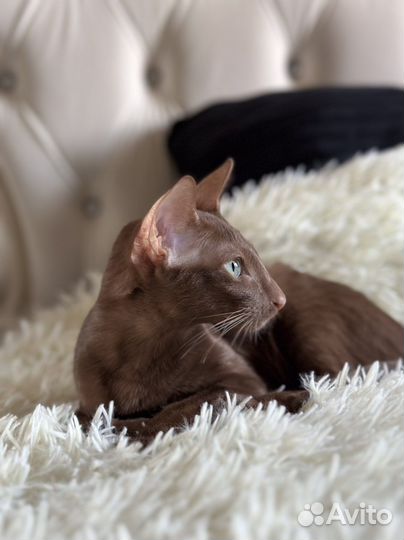 Ориентальная