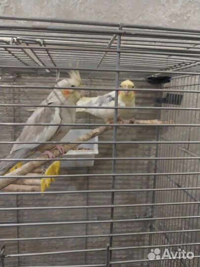 Попугай корелла пара