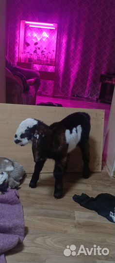 Нубийские козы козлы козлята