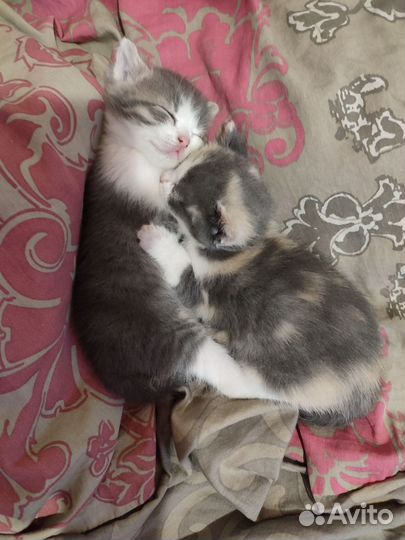 Отдам бесплатно котиков