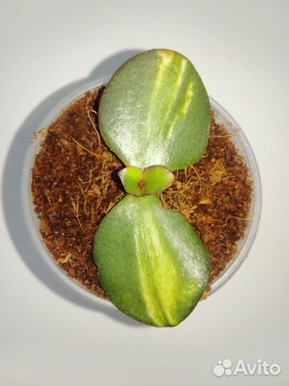 Crassula Plume / Propeller сentre variegated