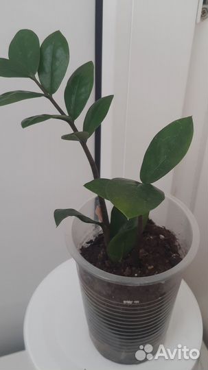 Комнатные цветы