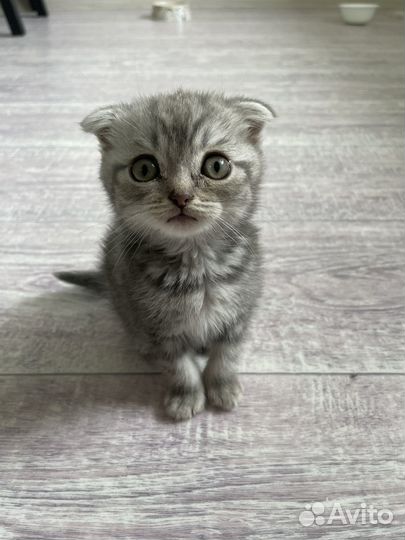 Британские котята
