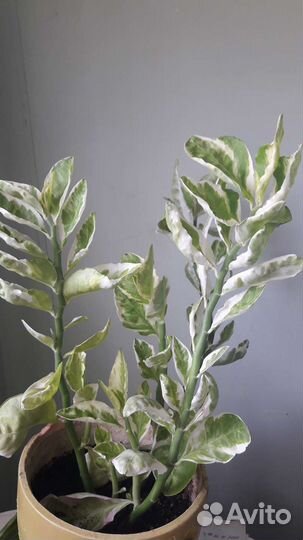 Комнатные цветы