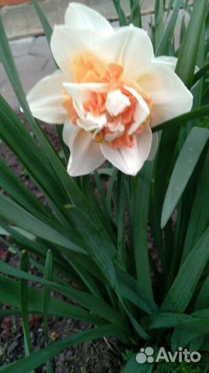 Нарцисс махровый, сортовой и Гравилат многолетний