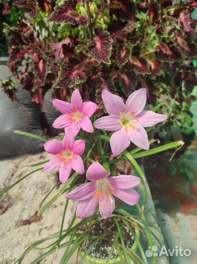 Комнатные растения