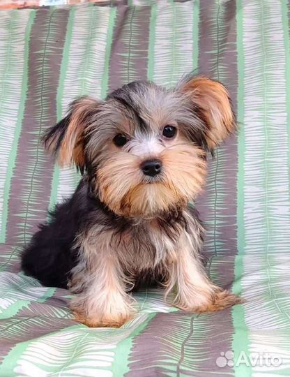 Щенок маленькой породы