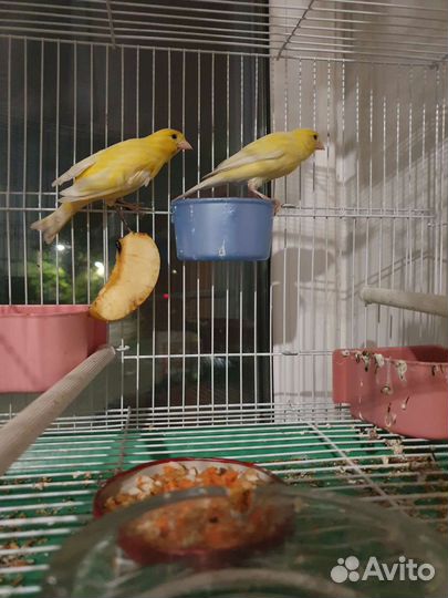 Кенера и Канарейки