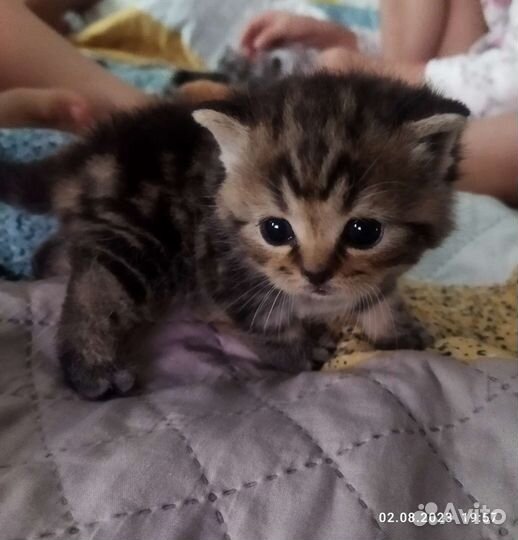 Шотландские котята