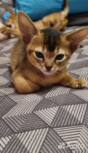 Абиссинская