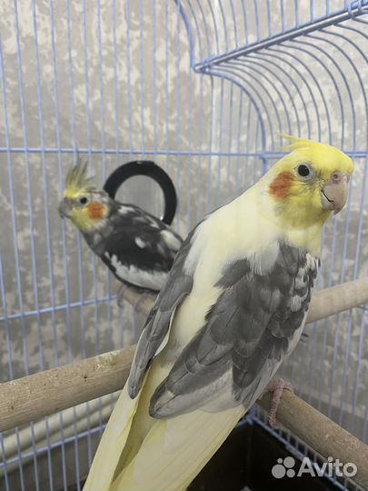 Попугаи корелла