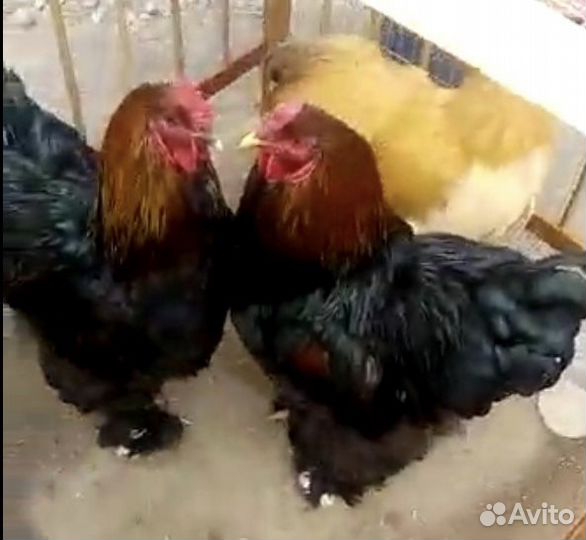 Куры,петухи