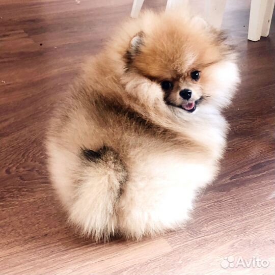 Щенки померанского шпица