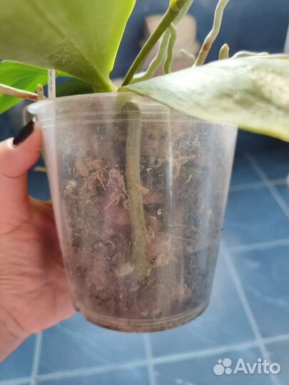 Орхидея фаленопсис бабочка