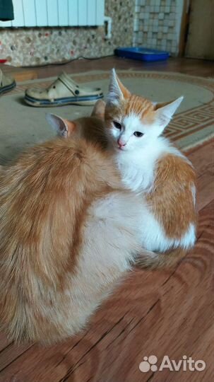 Котята бесплатно в добрые руки