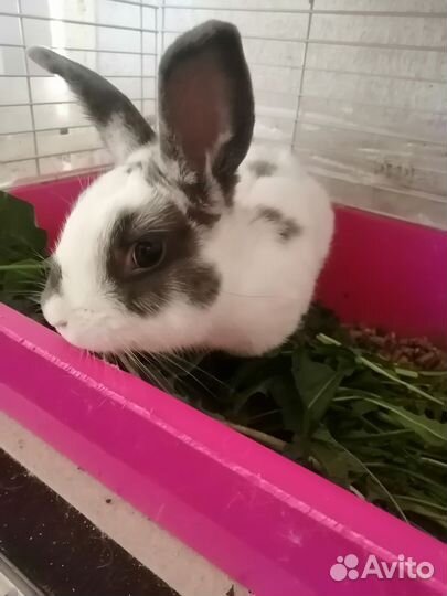 Декоративные кролики