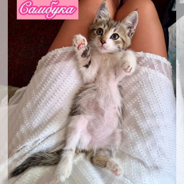 Котёнок в добрые руки