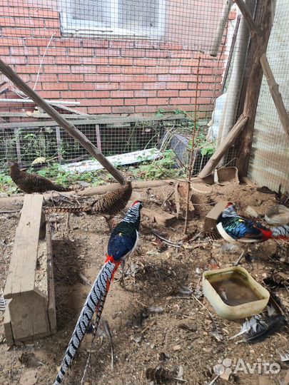 Фазаны трагопан темминка и алмазные