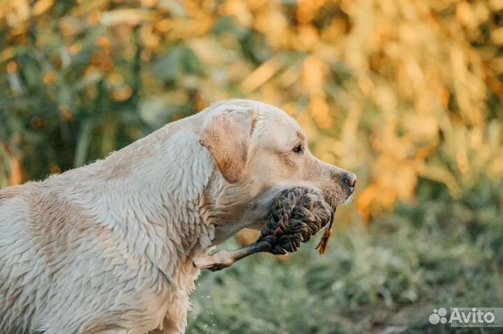 Лабрадор ретривер