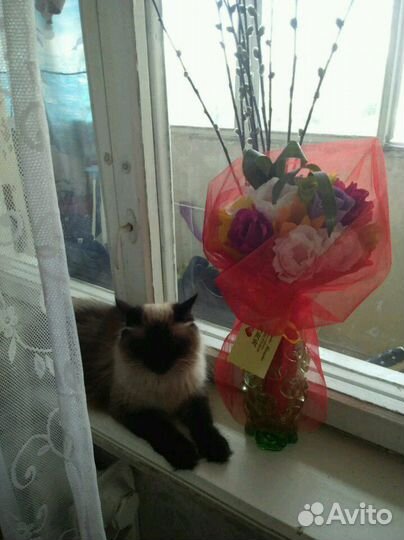 Передержка животных