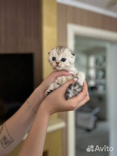 Шотландский вислоухий котенок Серебристая шиншилла