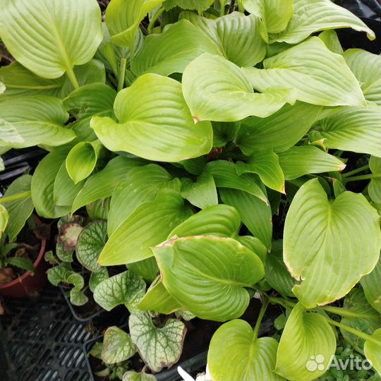 Хоста в зкс