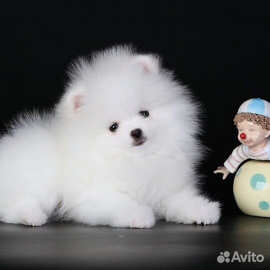 Померанские Шпицы белые и цветные, мини и стандарт