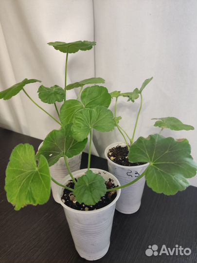 Детки разные сорта. Скину фото что есть