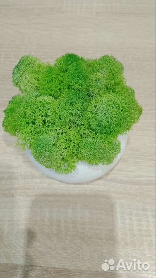 Стабилизированный мох производитель