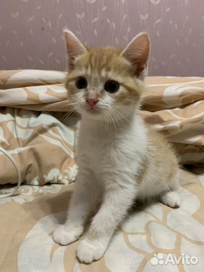 Кошки в добрые руки