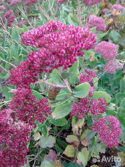 Седум, жемчужница, очиток