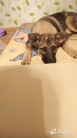 Щенок девочка в добрые руки