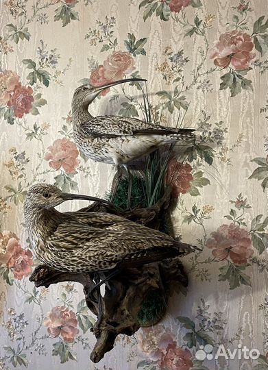 Чучела птиц