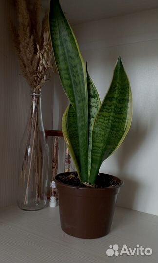 Сансевьера золотистая