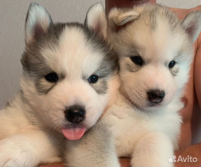 Щенки сибирской хаски