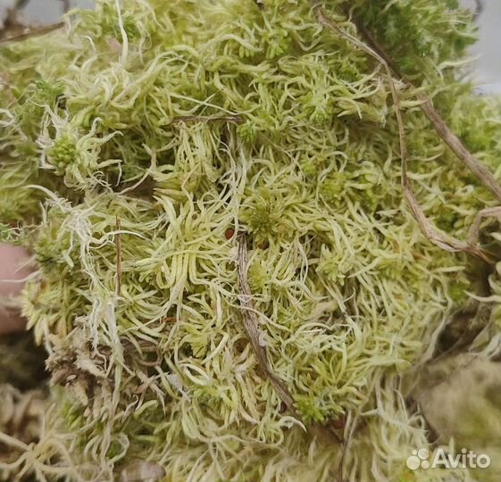 Мох сфагнум для улиток и орхидей, живой
