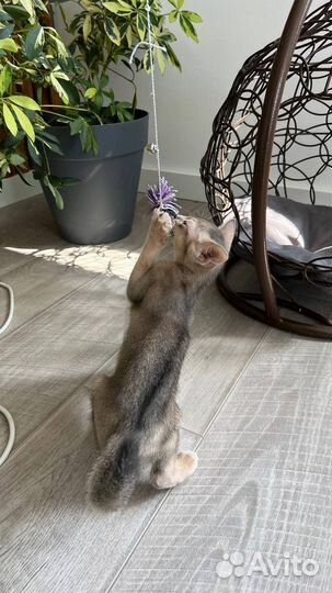 Абиссинский котенок