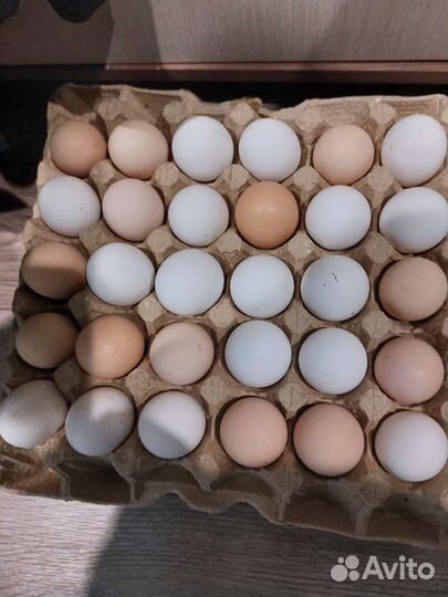 Куриные яйца