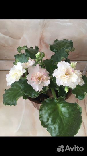 Фиалка Балерина