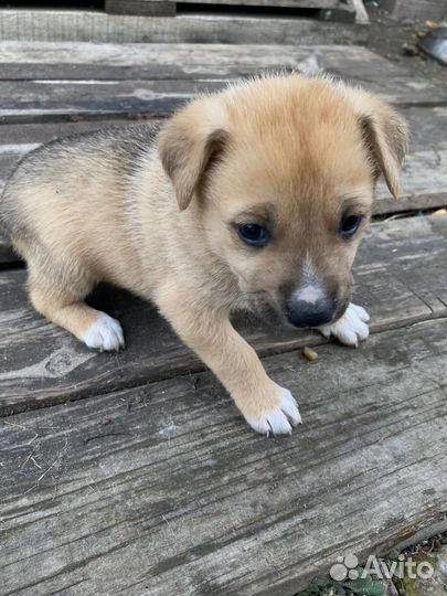 Щенки