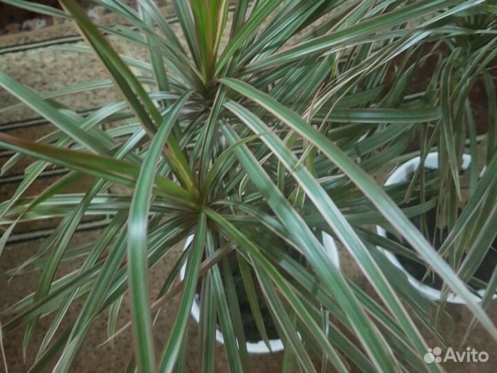 Драцена мажента