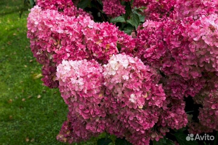 Гортензия Фрайз мельба