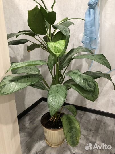 Комнатный цветок Аглаонема Микс